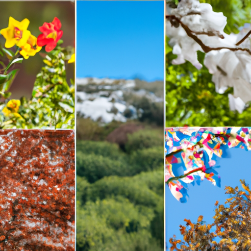קולאז' של תמונות המייצגות את ארבע עונות השנה של ישראל, כולל אביב פורח, קיץ שטוף שמש, סתיו צבעוני וחורף מושלג.